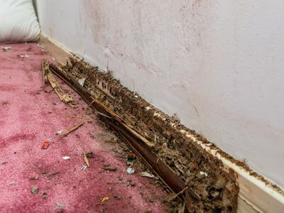 About Black Mold Removal Alexandria - black mold removal experts in Alexandria