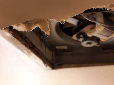 Professional black mold removal services in Alexandria - Black Mold Removal Alexandria